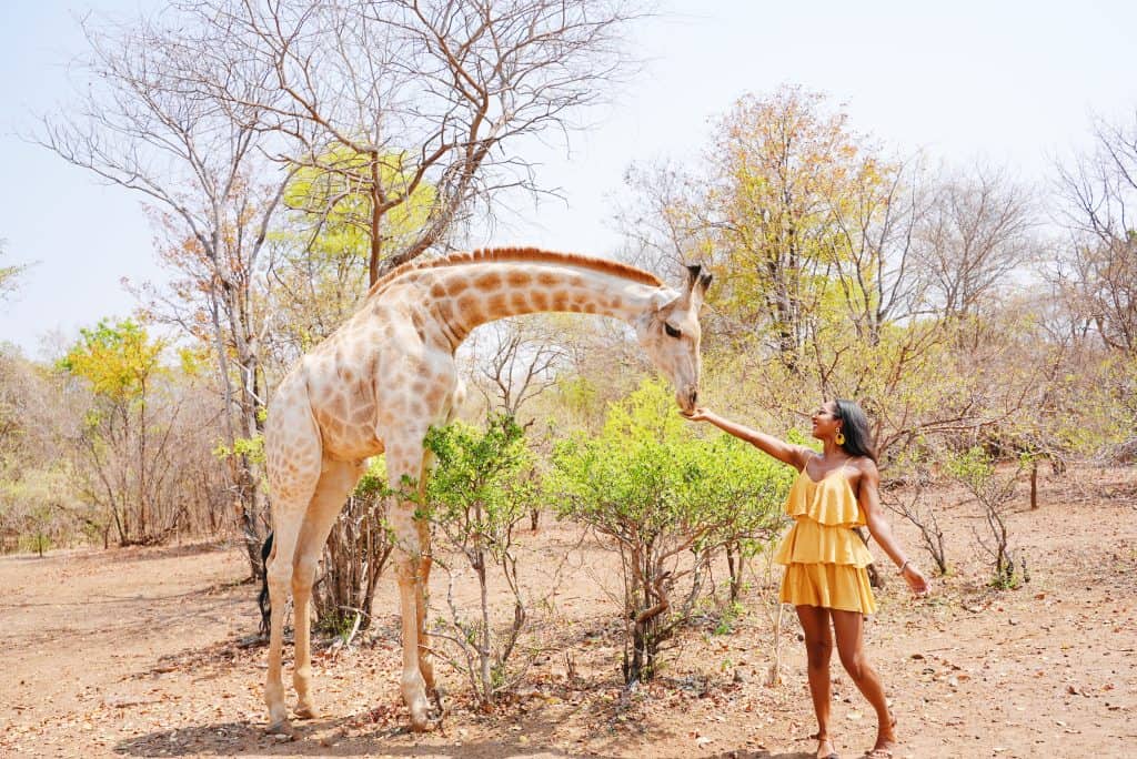 woman feeding Giraffe