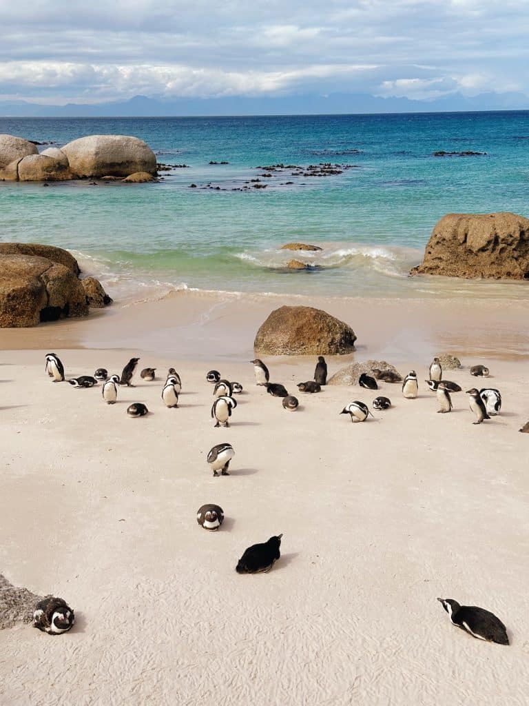 Cape Town Itinerary highlight: boulder's beach