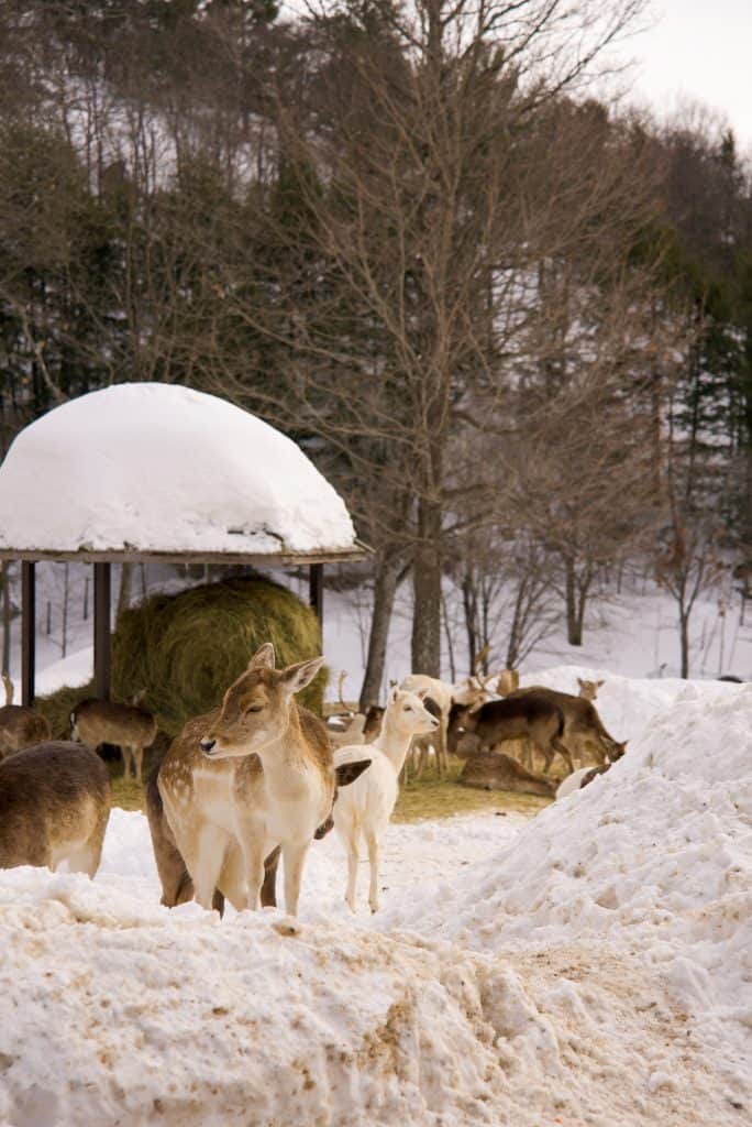 Animals at Parc Omega