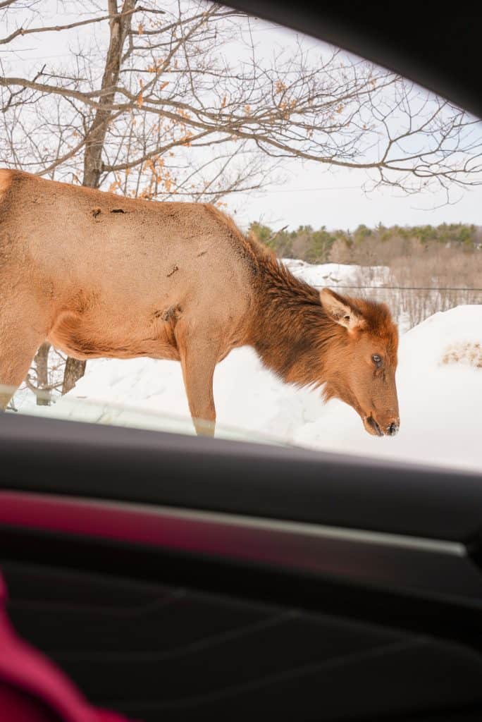 Animal at Parc Omega in Québec